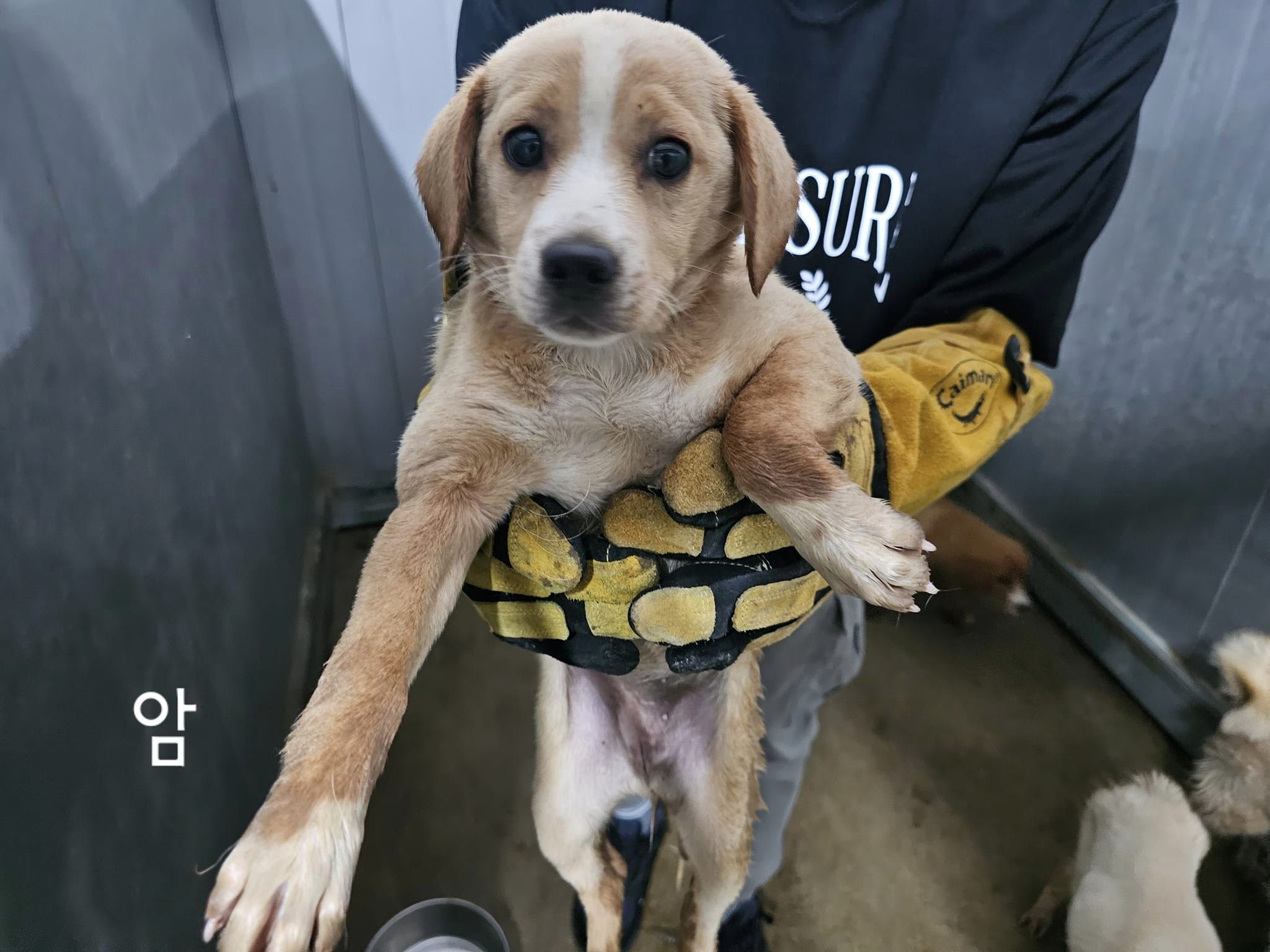 믹스견 이미지 파일 입니다.